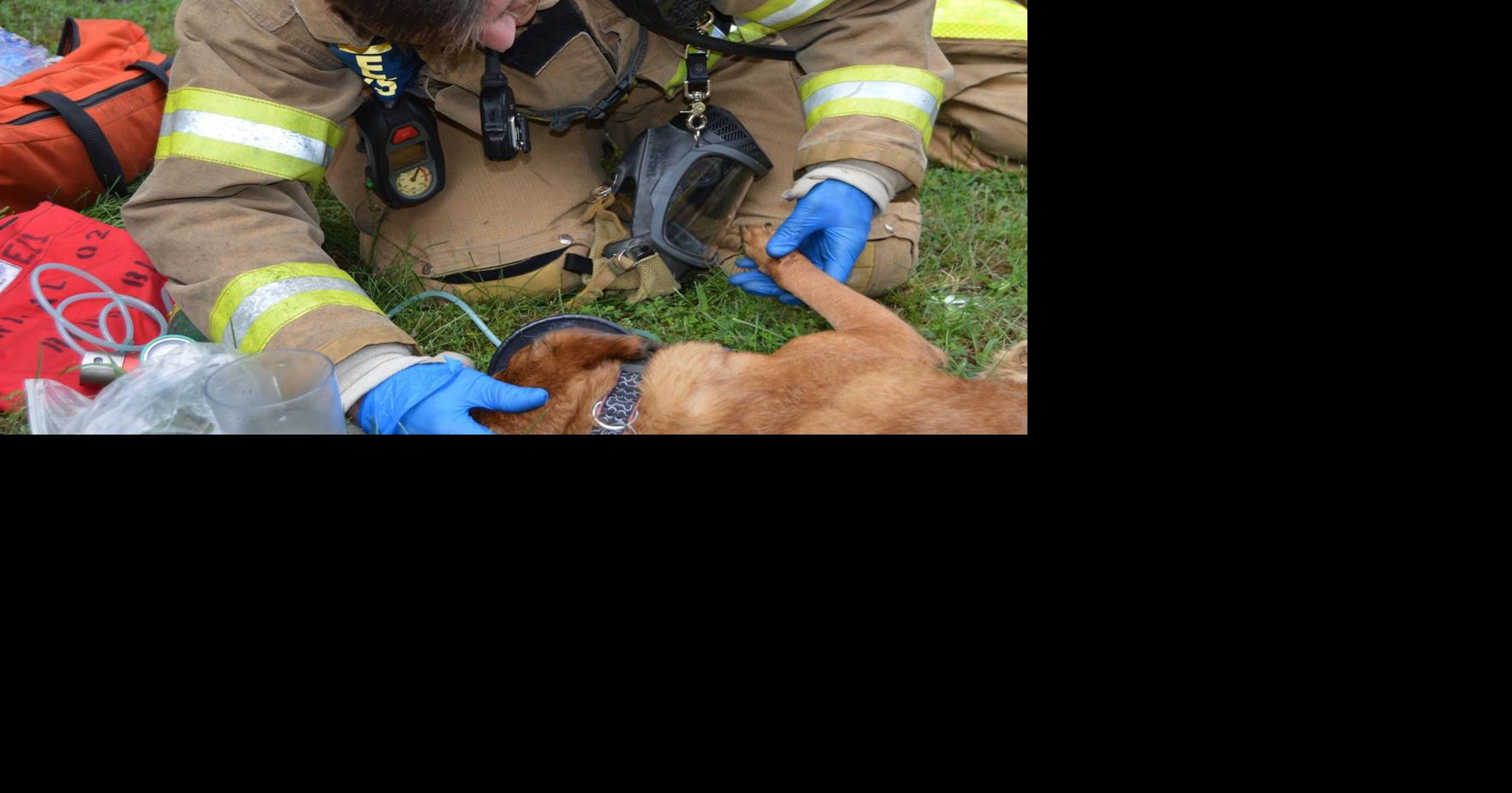 UPDATE: Firefighters rescue 2 dogs, 2 cats and 5 rats from pair of ...