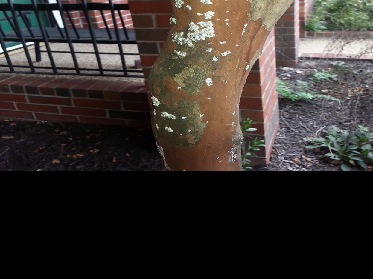 Gardening Q A Crape Myrtle Bark Scale Weeds And Clover In Lawns Richmond Com