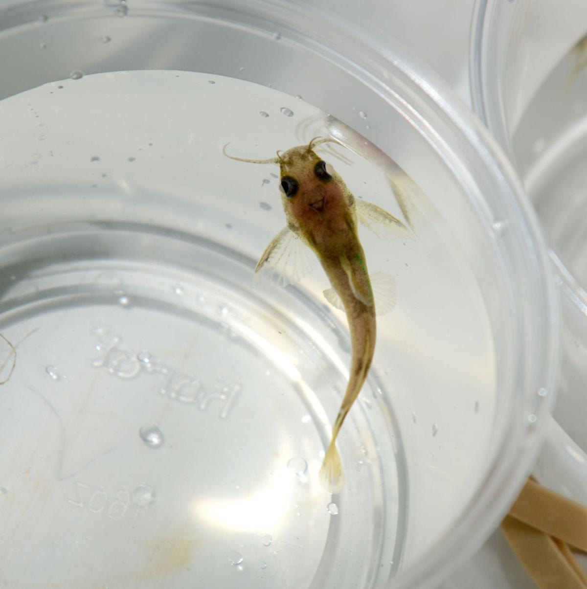 Yellowfin madtom Catfish species thought extinct is reintroduced after