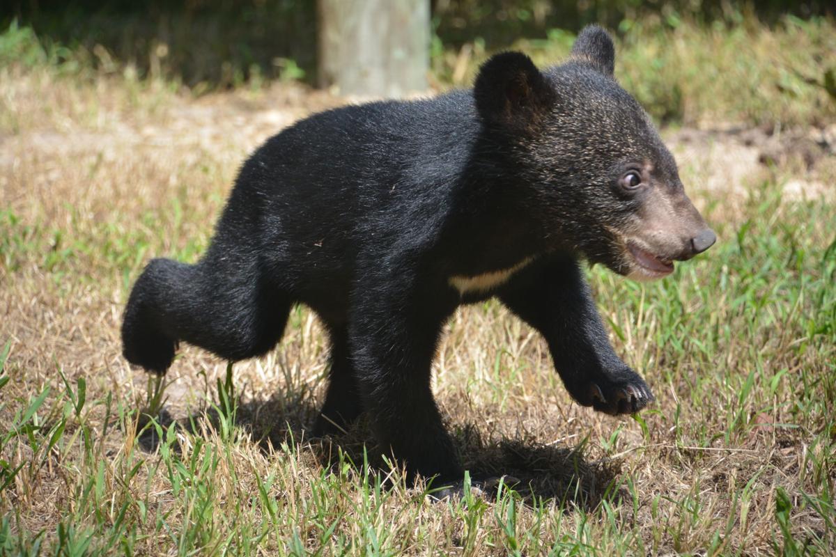 Baby Ramsey Makes Debut At Metro Richmond Zoo Local News