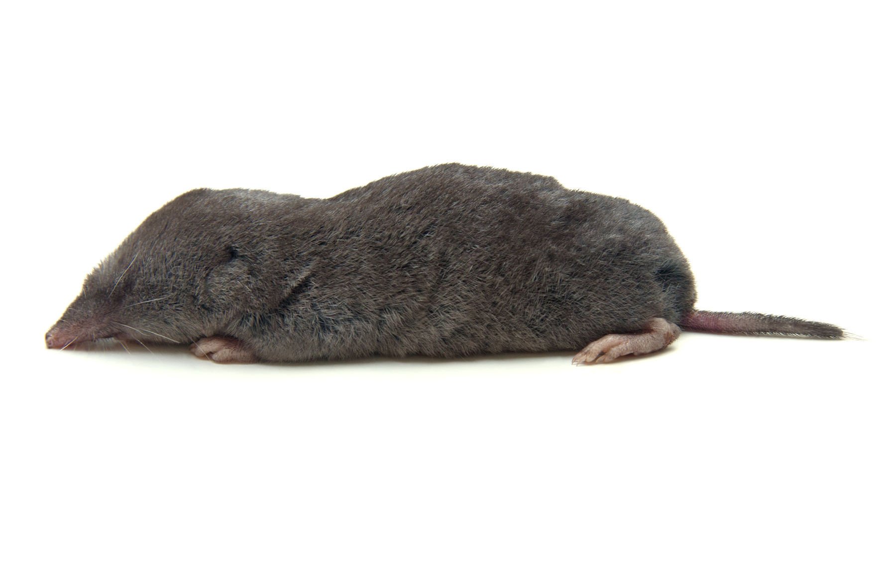 shrew plush