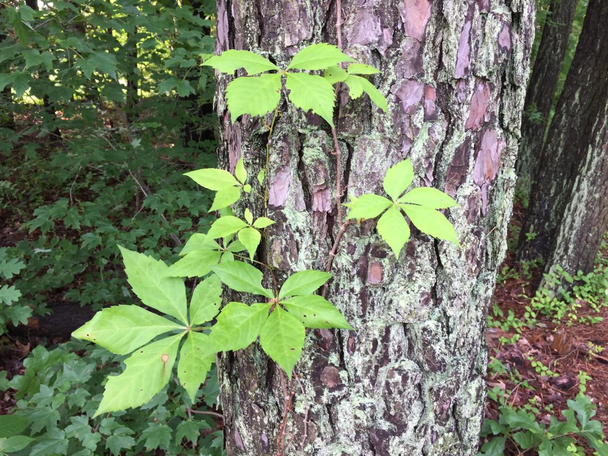 Gardening Q A Is It Poison Ivy Or Not Richmond Com Gardening Q A Is It Poison Ivy Or Not Richmond Com