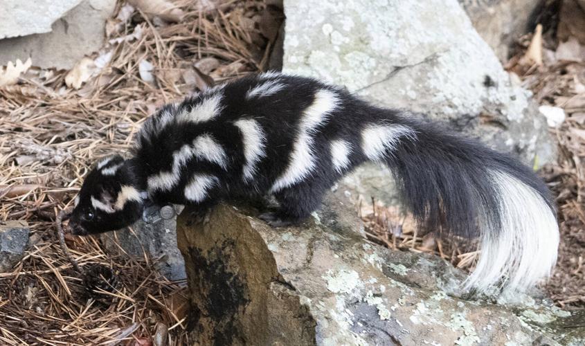 DWR Needs Your Help to Track Rare and Elusive Animals