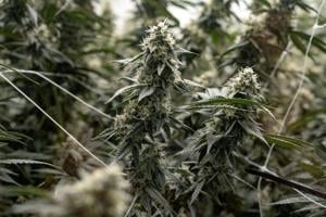 Spanberger’s veto exposes the myth of 'safe' marijuana legalization | Guest column