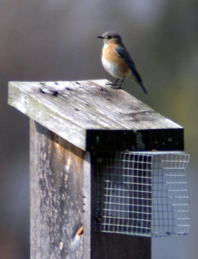 Flyways And Byways Attracting Bluebirds Richmond Com