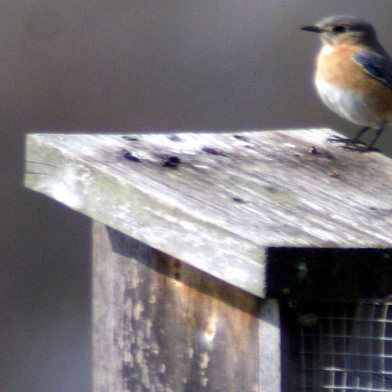 Flyways And Byways Attracting Bluebirds Richmond Com