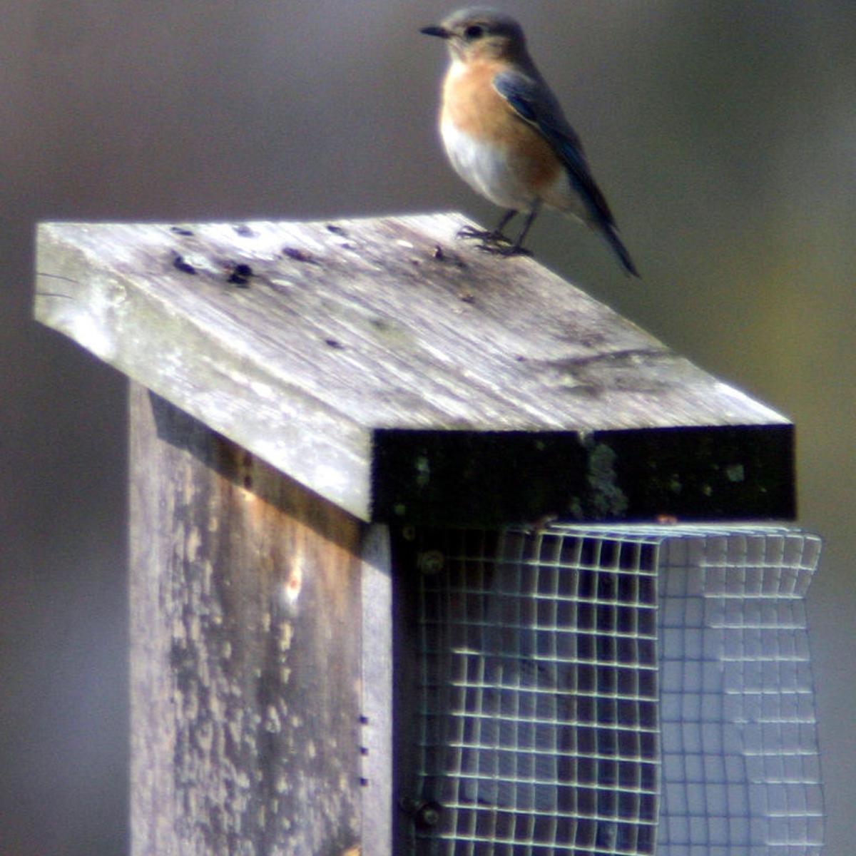 Flyways And Byways Attracting Bluebirds Richmond Com