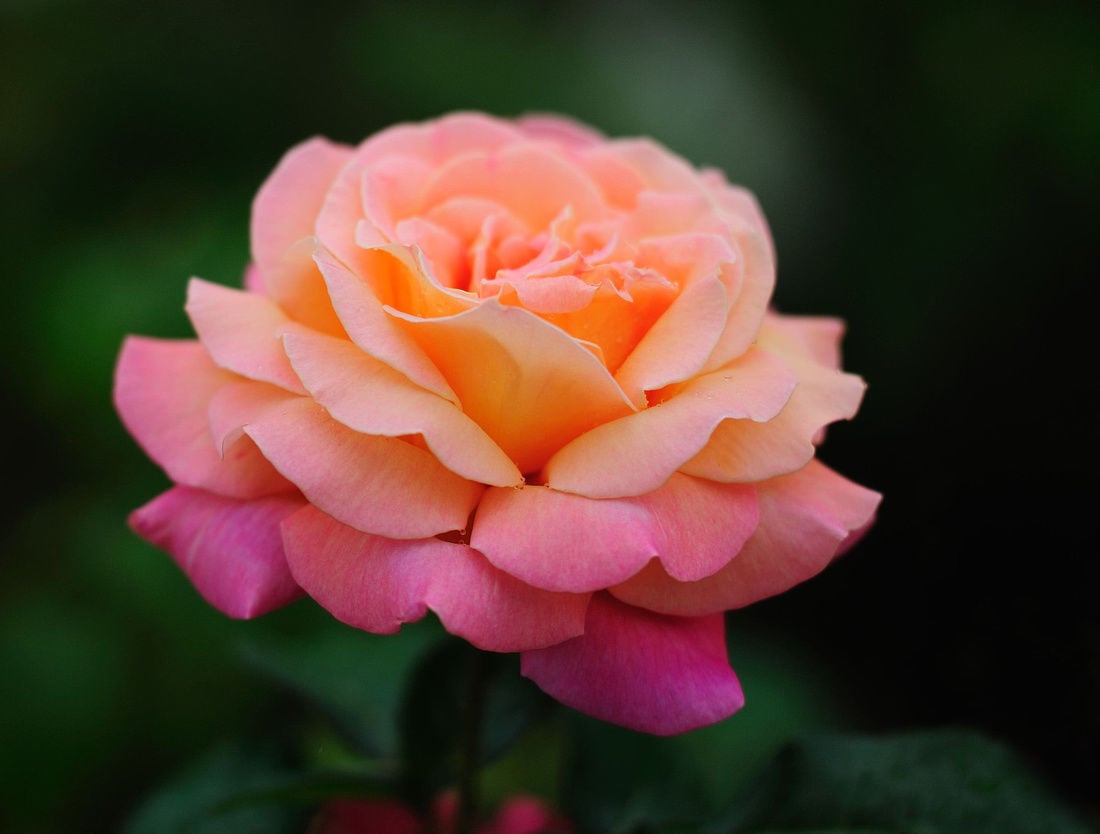 gardening: 2017 garden trends | home and gardens | richmond gardening: 2017 garden trends | home and gardens | richmond