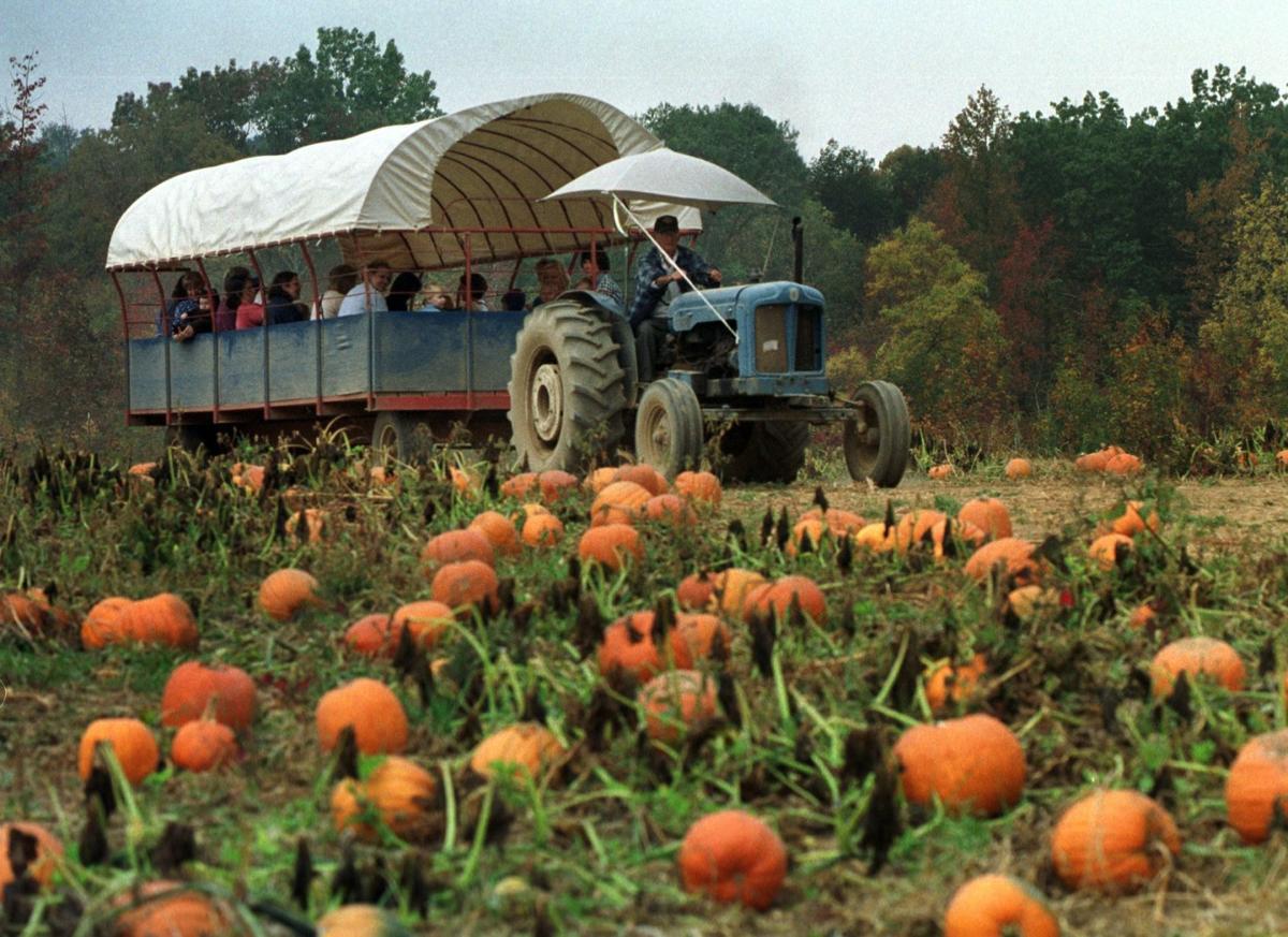 PHOTOS Chesterfield Berry Farm