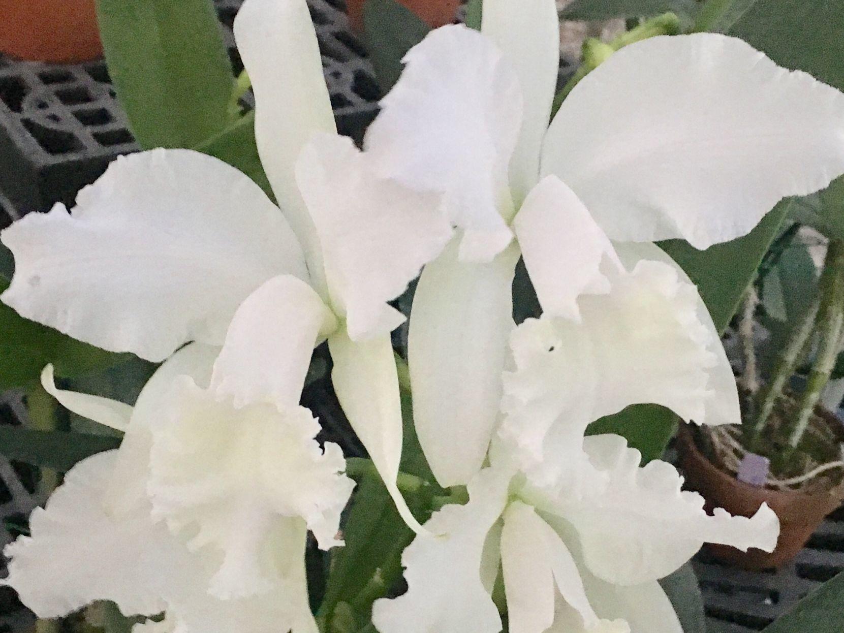 Orchids Georgia O Keeffe Orchid Paintings Home Garden Richmond Com