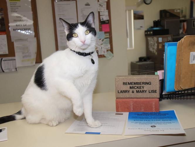 Shelter announces passing of Goggles the cat News