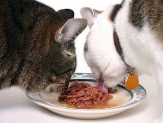 Canned cat food for urinary crystals best sale