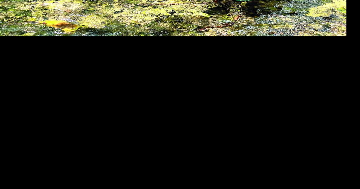 Green Lake Association monitors streams to safeguard lake health