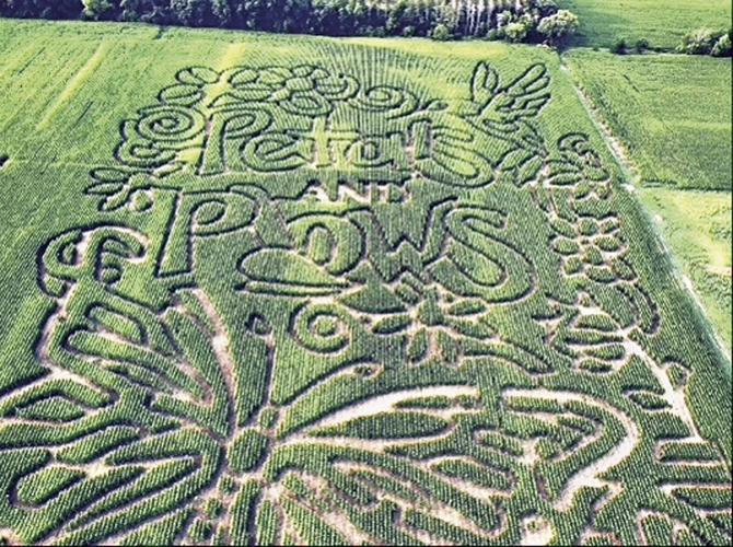 Petals & Plows offers fun for all ages News