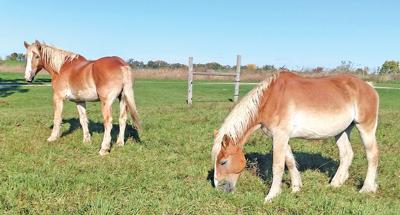 Column: Dick & Billy leave big horse shoes for Chip & Dale to fill