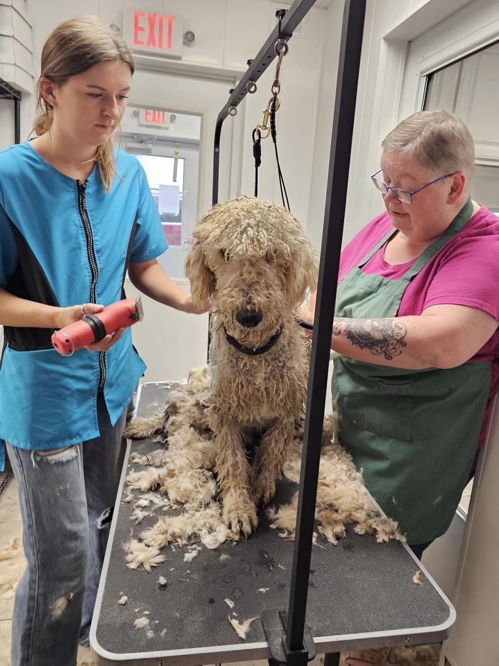 Green Lake Area Animal Shelter continues rehoming process of
