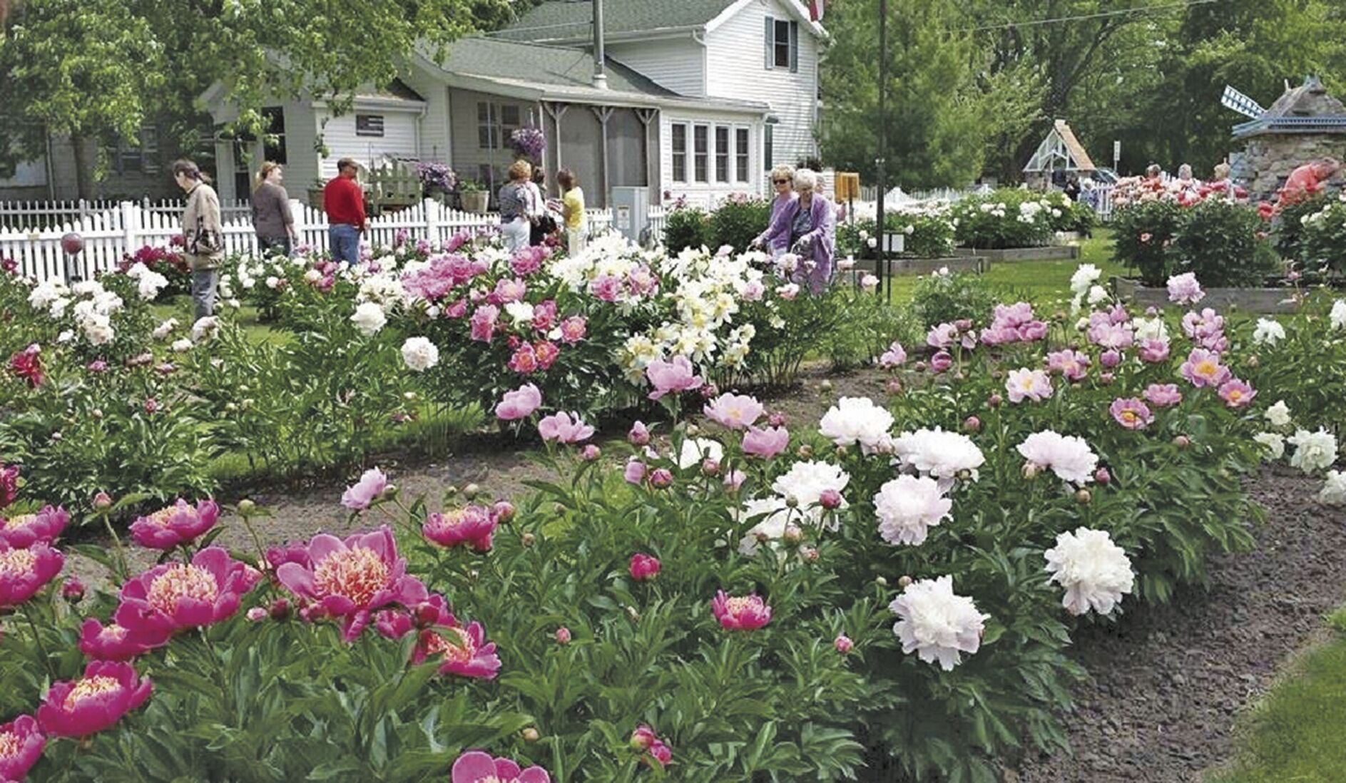 Peony gardens deals