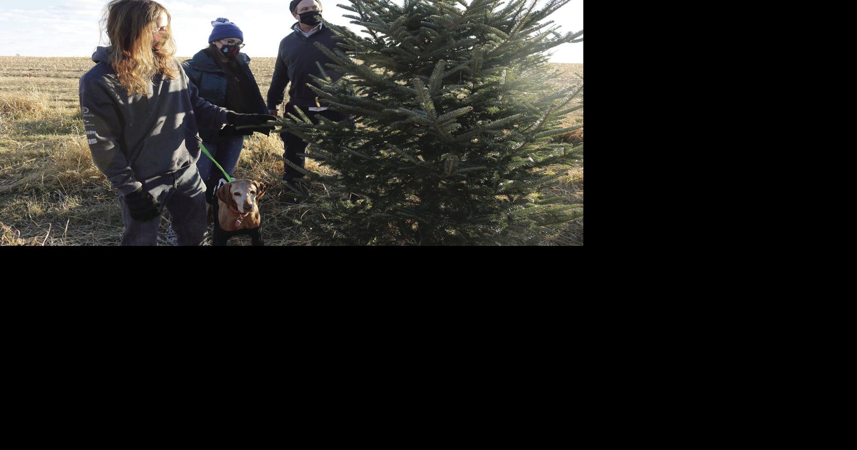 Ripon, Brandon Christmas tree farmers see increased demand amid COVID ...