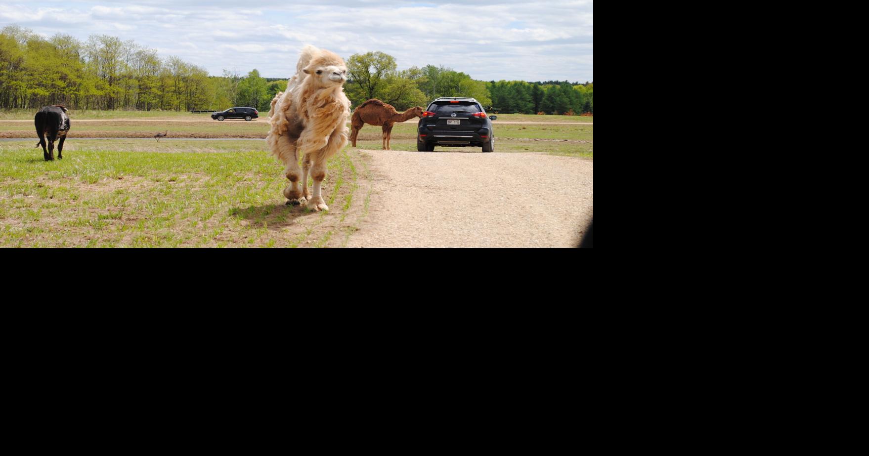 Shamba Safari brings Dells experience to Neshkoro News