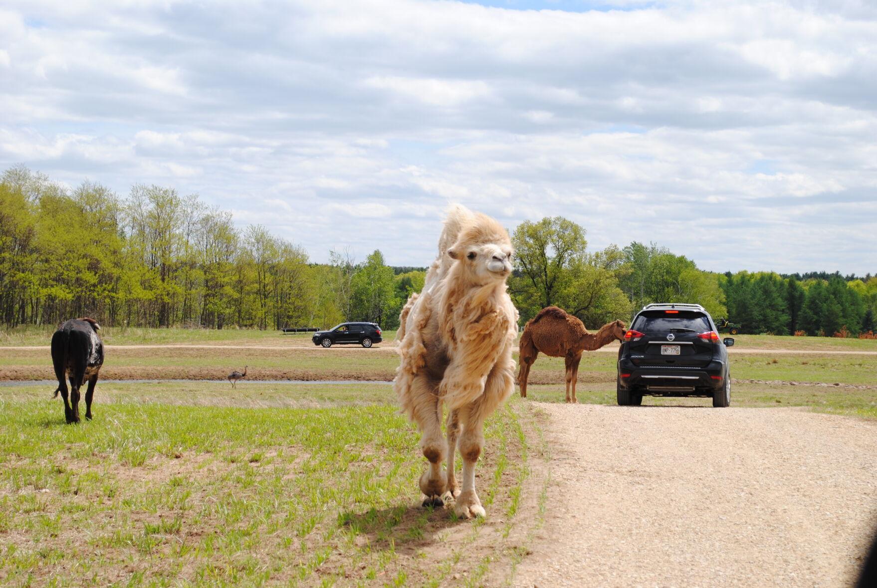 Shamba Safari brings Dells experience to Neshkoro News