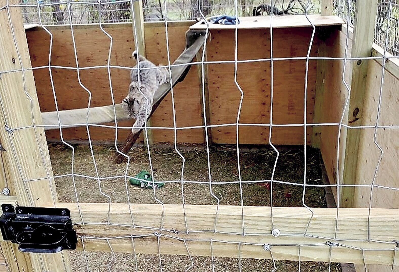 Woman charged for releasing pet bobcat in Green Lake County