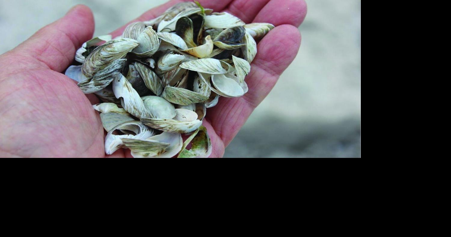 Zebra mussels: An ongoing battle for Green Lake and Wisconsin waters