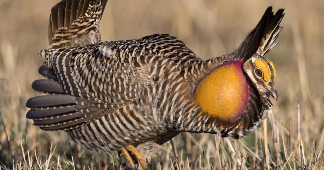 Wisconsin’s prairie chickens at GL Bird and Nature Club