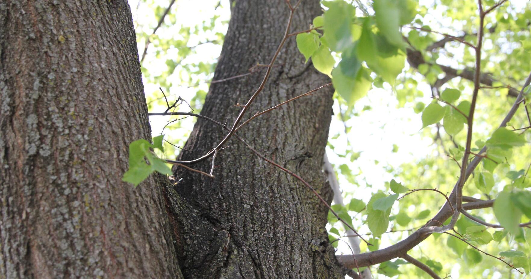 How River Falls approaches the emerald ash borer - Vimarsana News