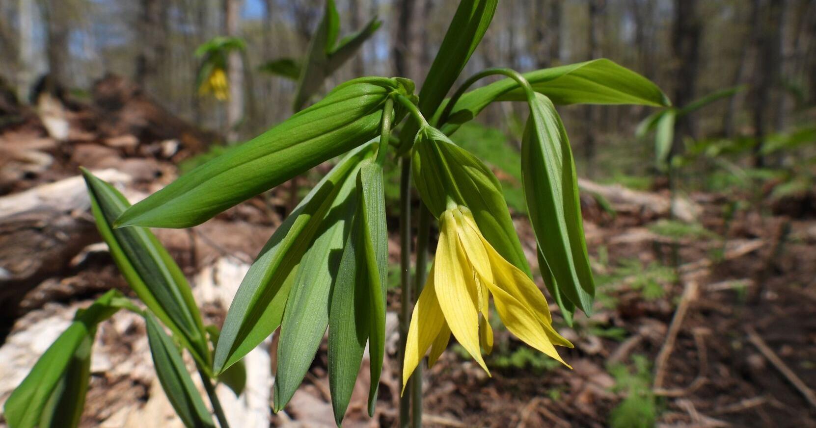 What Spring brings to the nature party: - Vimarsana News