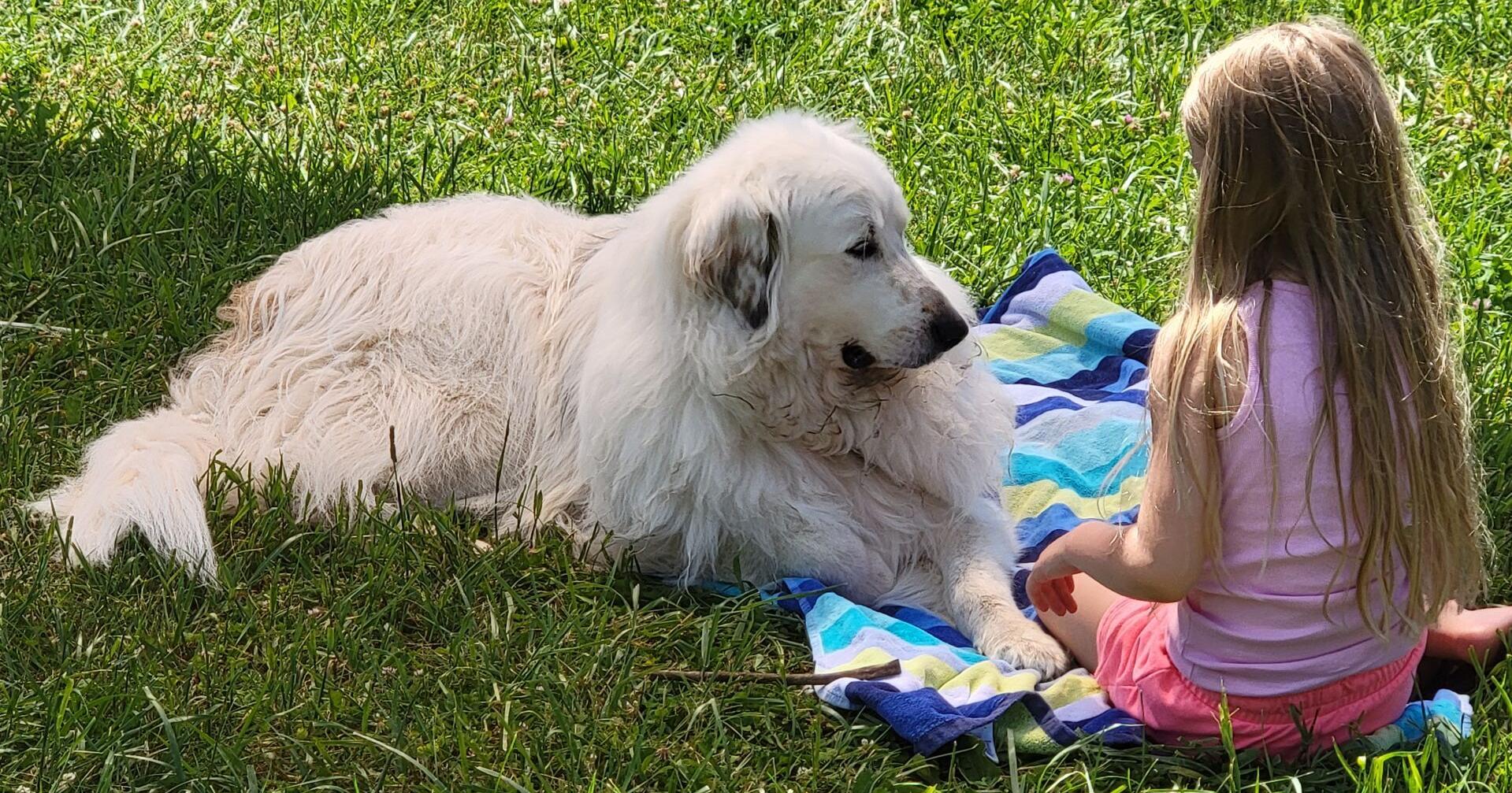 What therapy animals add to the western Wisconsin community - Vimarsana News
