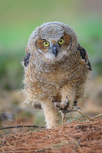 James Netz baby owl photo