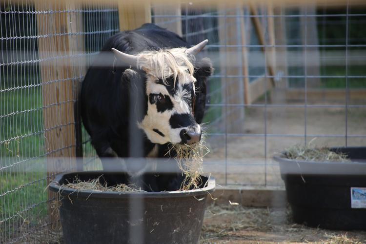 Eagle Eye Farm a farm fresh success Local News