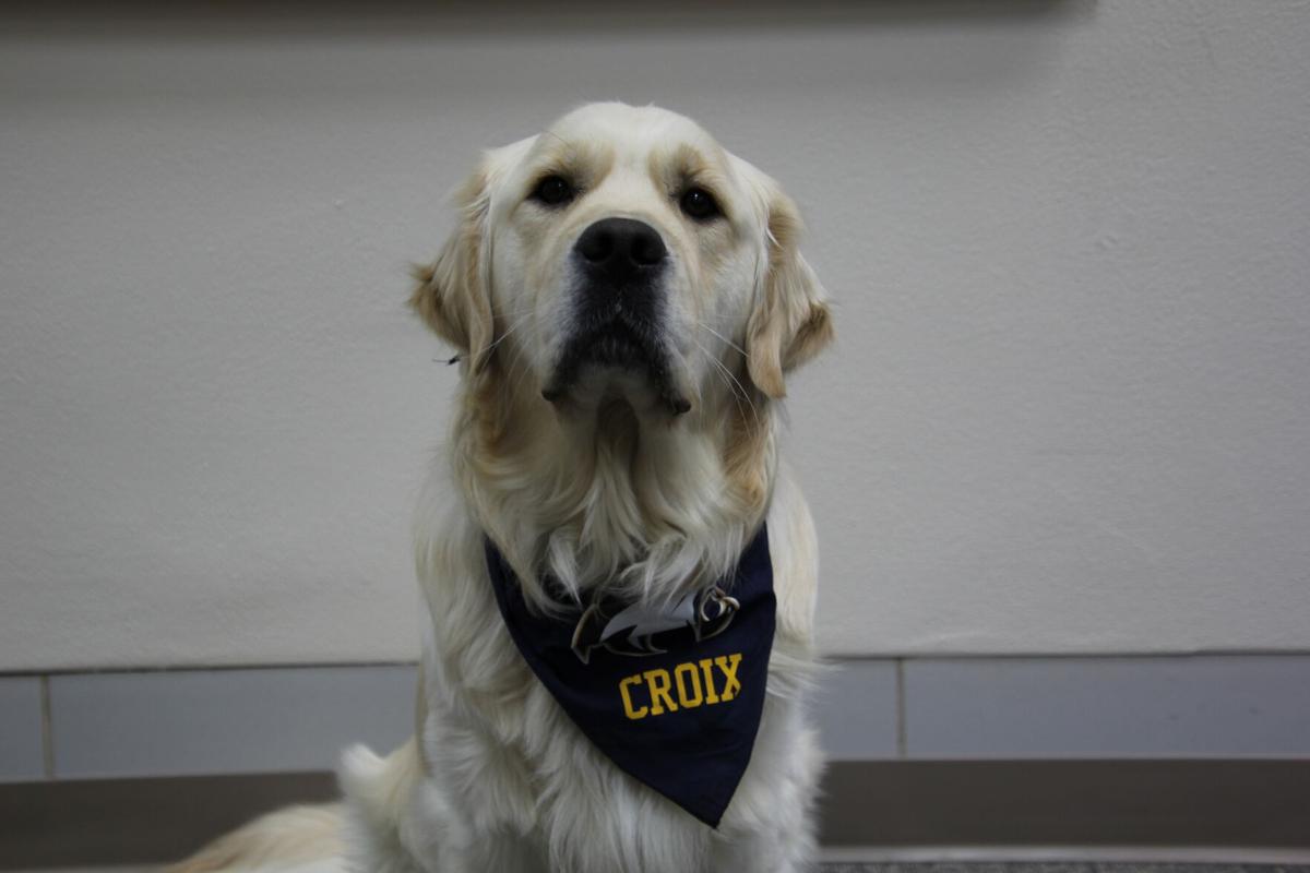 Croix the Therapy Dog 2