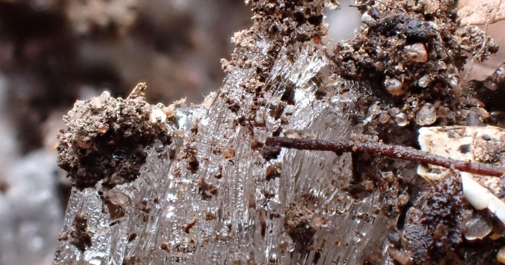 Natural Connections: The nature developments that foreshadow Winter - Vimarsana News