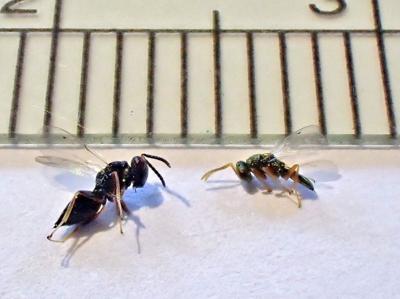 male and female Chalcid wasps.jpg