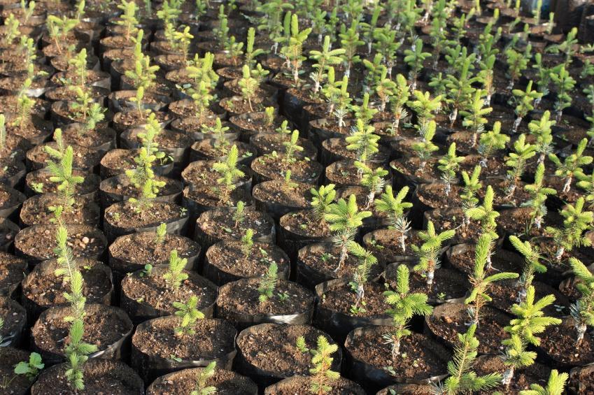 Arkansas Tree Seedlings Now Available from Baucum Nursery for 2019