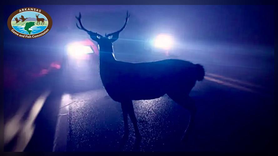 Motorists, be on the lookout for deer on highways