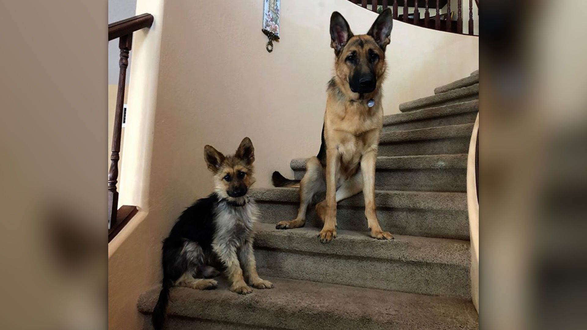 bellevue german shepherds