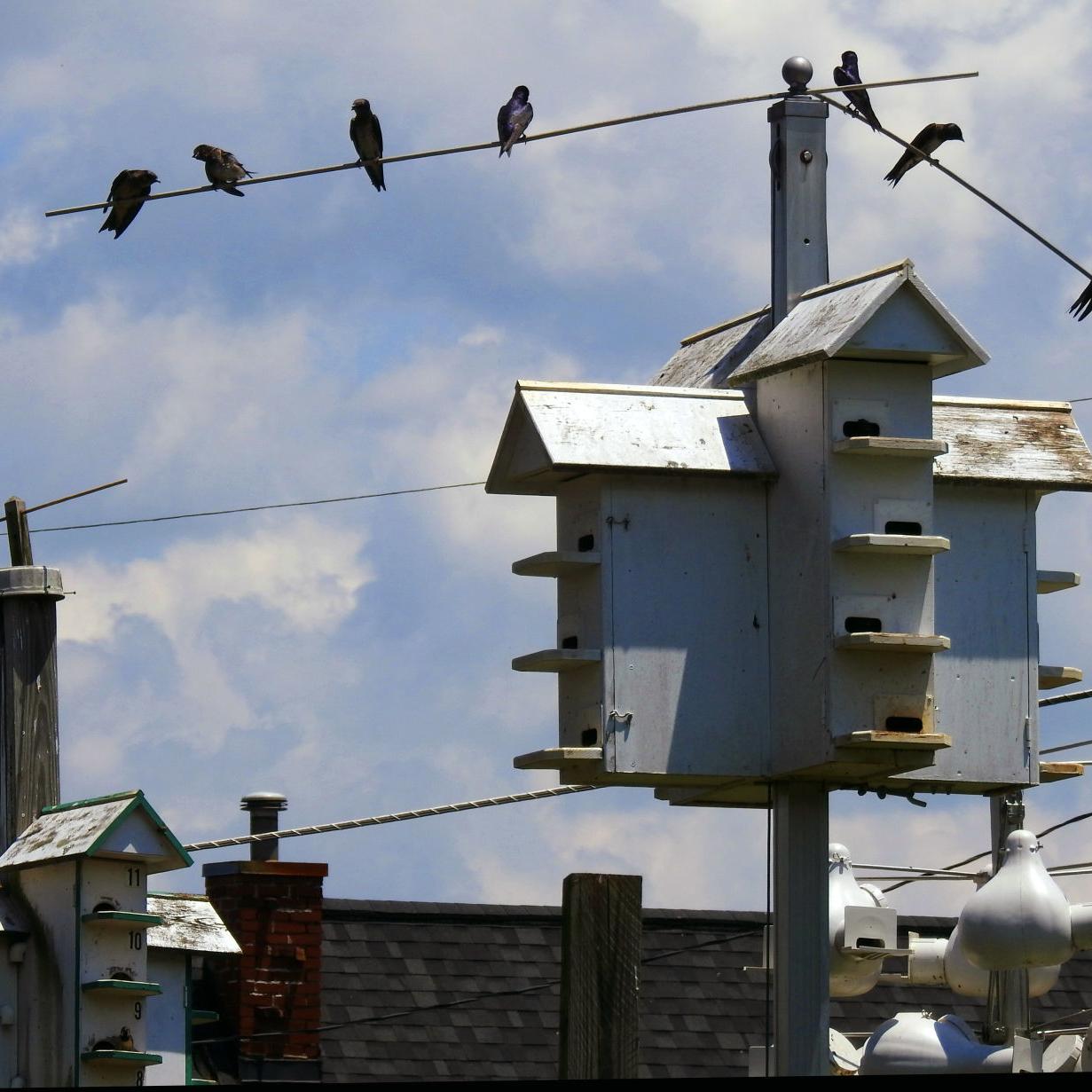 Roanoke Woman S Purple Martin Sanctuary Enchants Birds Neighbors