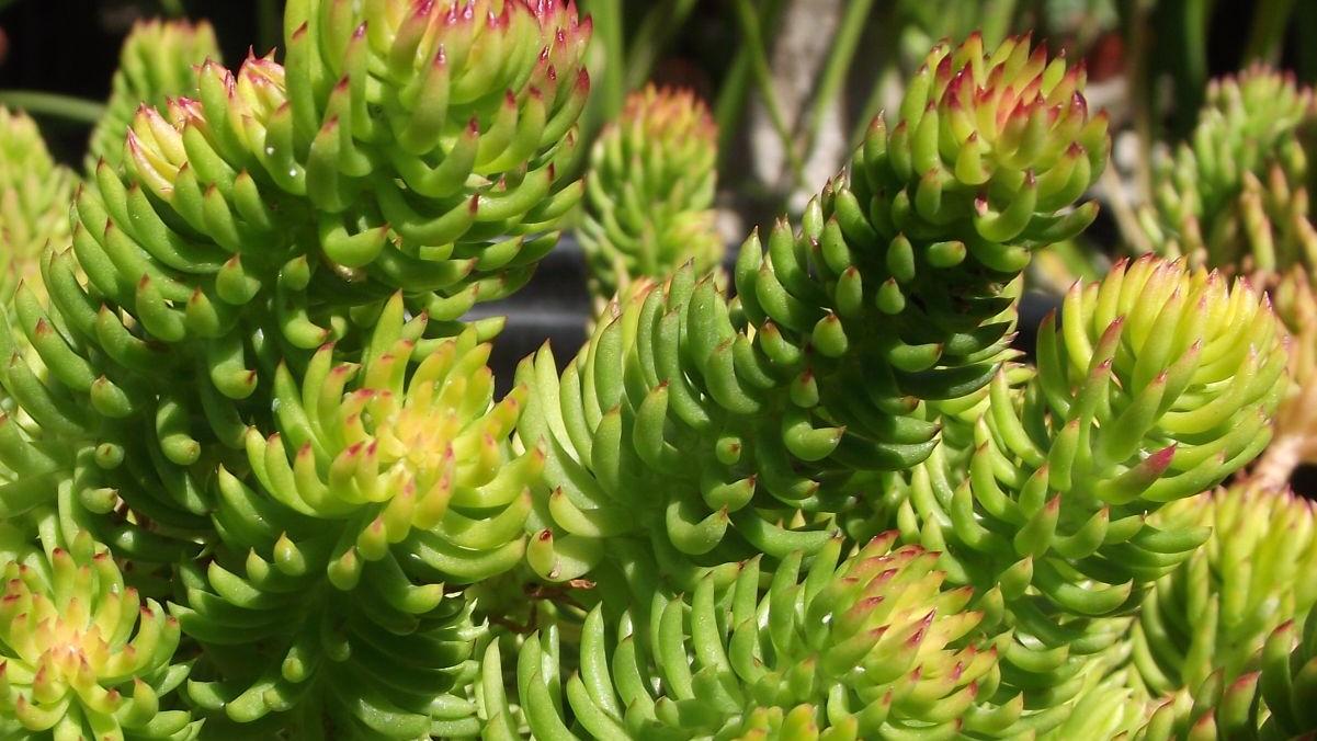 Fanatical Botanical Evergreen Sedums Offer Pop Of Color In Cold Archive Roanoke Com