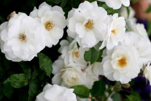 White Garden Rose Bush bloomin' easy | columns | roanoke White Garden Rose Bush bloomin' easy | columns | roanoke