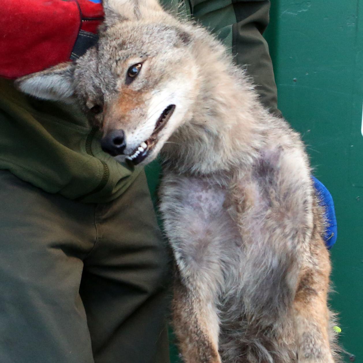 Albums 99+ Pictures pictures of coyotes in pennsylvania Stunning Albums 99+ Pictures pictures of coyotes in pennsylvania Stunning