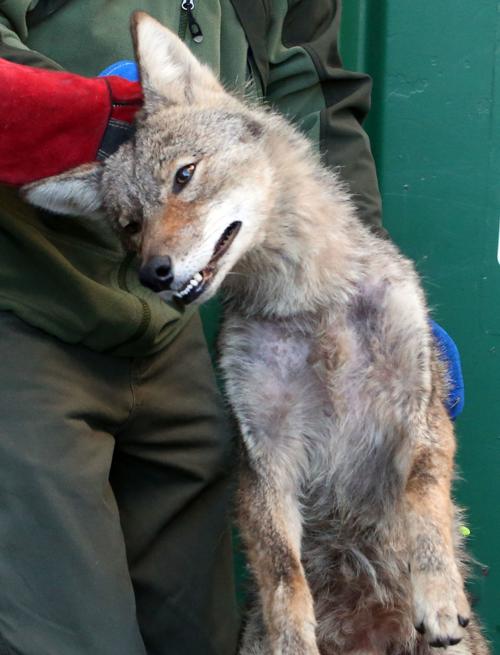 Woym Wily Profilic Coyotes Are Here To Stay In Virginia Local News Roanoke Com