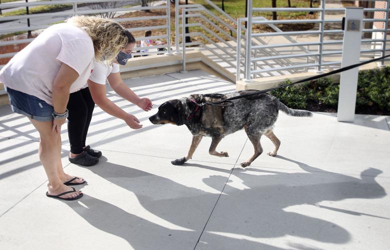 Comprehensive cancer center for pets opens in Roanoke with dual mission to  develop new treatments for humans