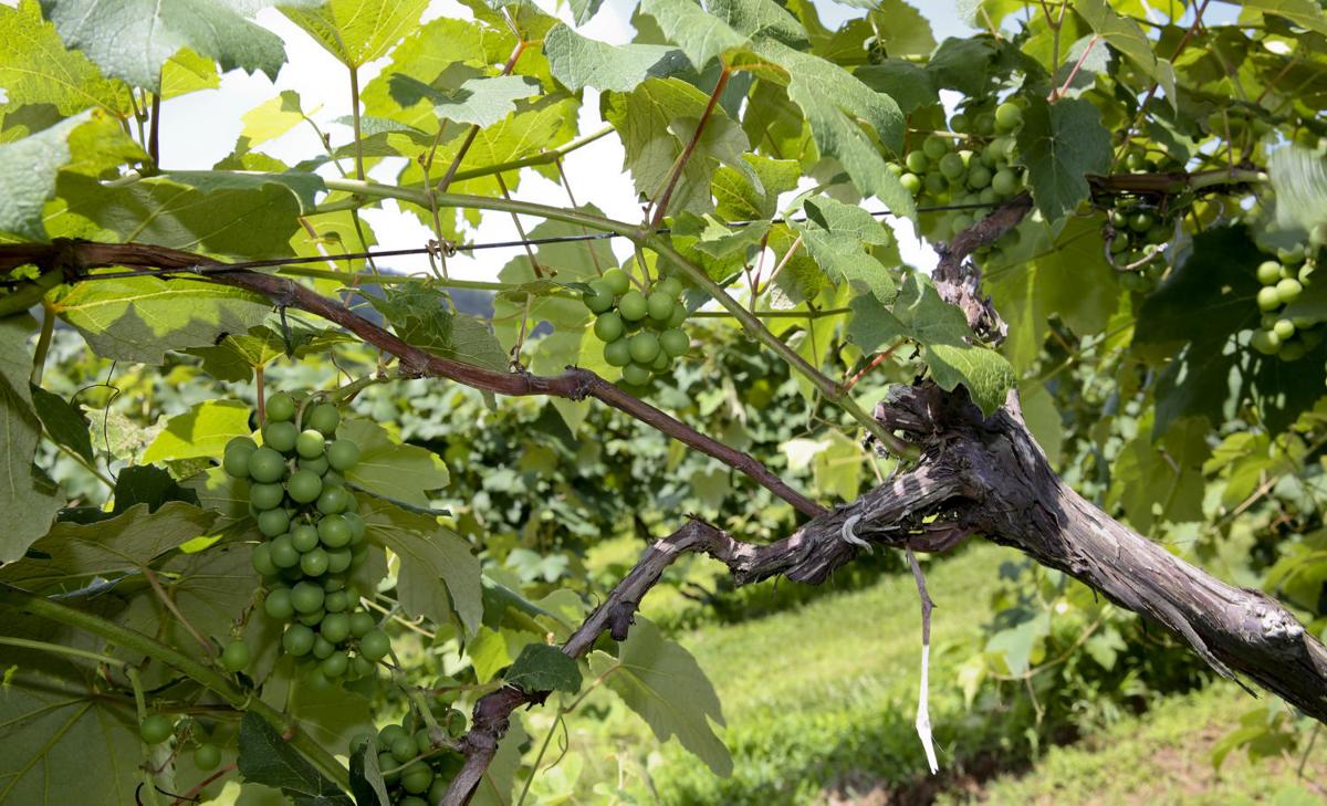 Virginia wineries cope with grape shortage Business