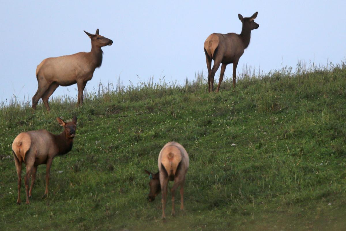 Elk come home to Virginia Virginia