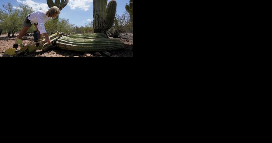 Extreme heat in Phoenix is withering famed saguaro cacti with no end in sight