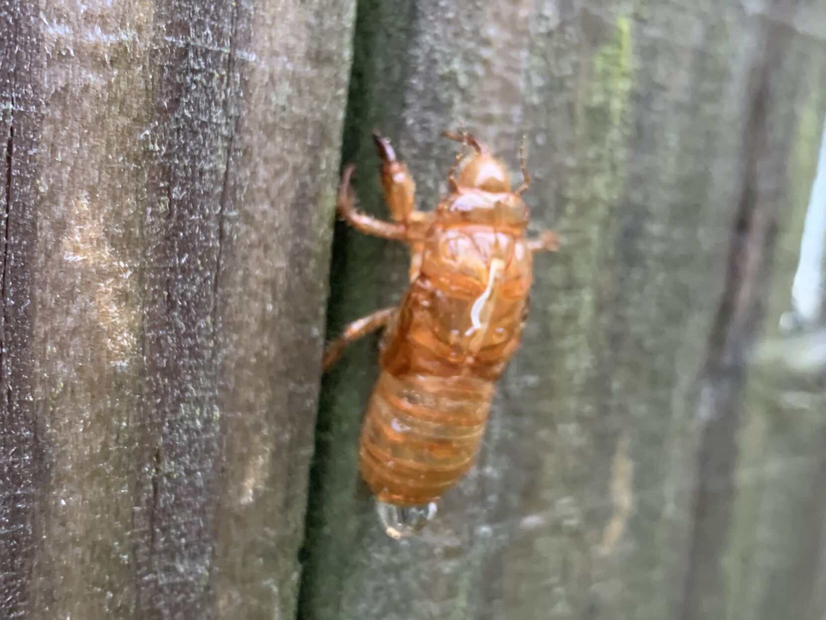 cicada shells