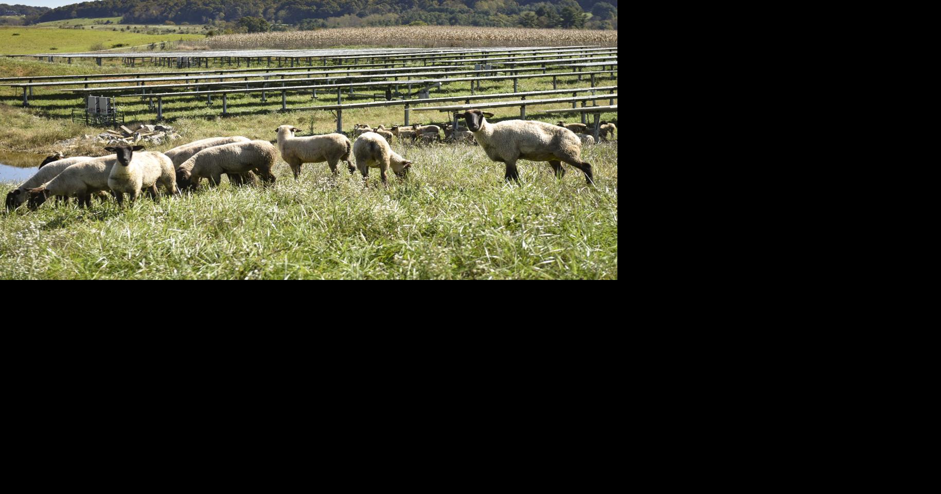 Largest solar farm in Southwest Virginia on agenda in Pulaski County