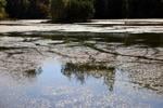 092825-roa-a1-smlhydrilla-11.JPG